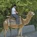 Birthday Party Camel Ride2 75x75 - Birthday Party