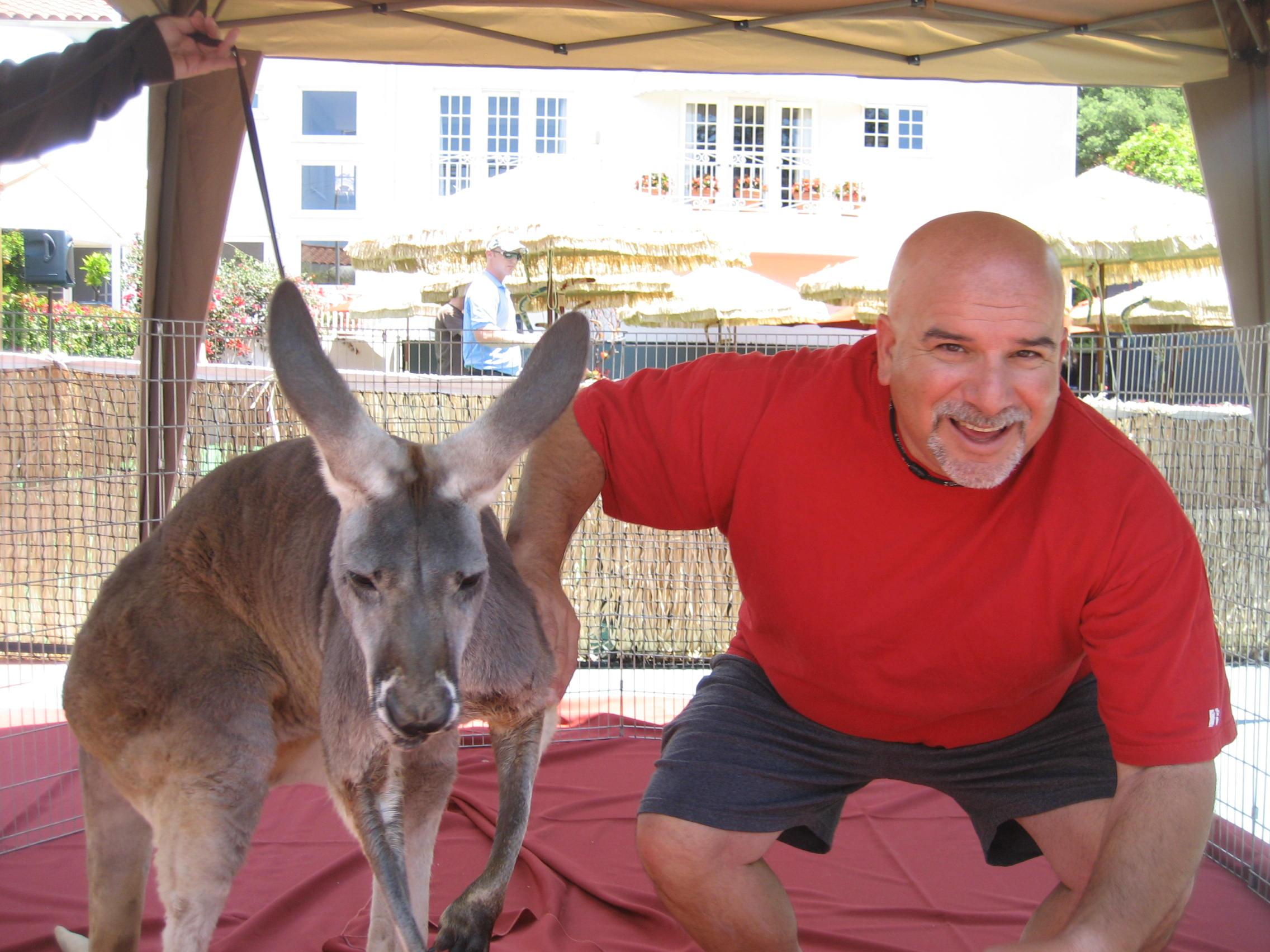 IMG 26632 - Kangaroos