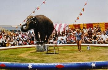 ea2 350x226 - Elephant Rides and Acts