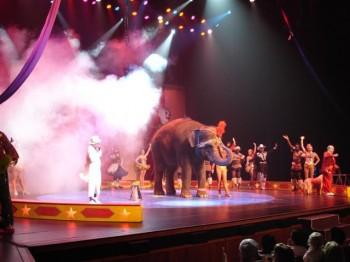 ea33 350x262 - Elephant Rides and Acts