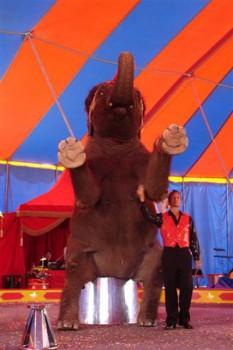 ea4 233x350 - Elephant Rides and Acts