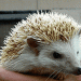 Birthday Party hedgehog big2 75x75 - Birthday Party